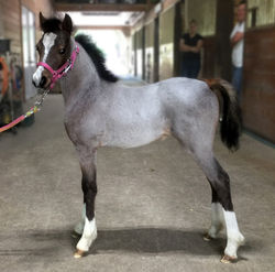 Baby Shark Side March 1 FB