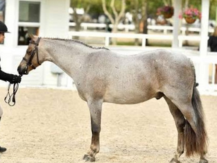 Small Welsh Pony Gelding