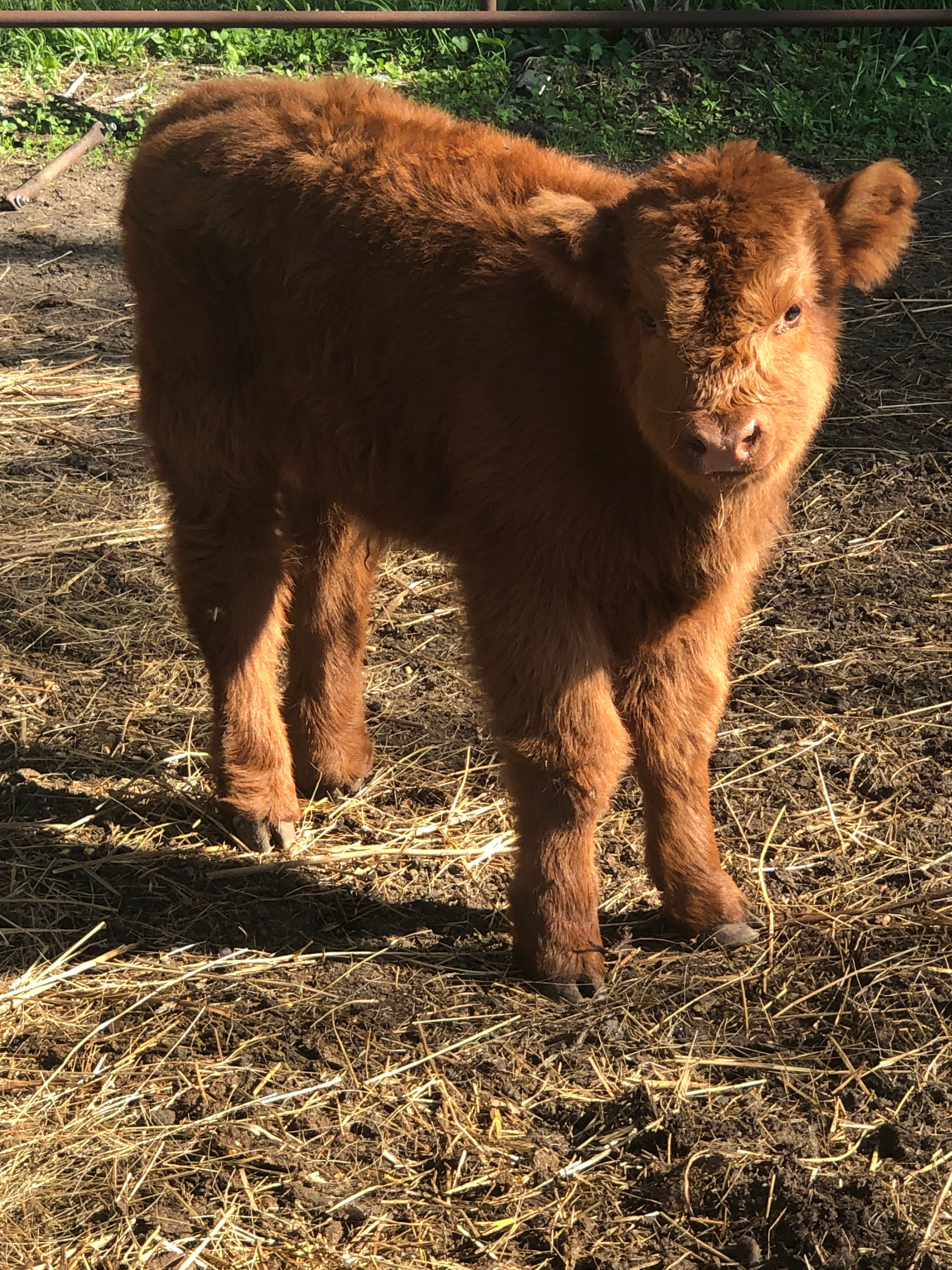 HHCA Highland bull calf (Copper) SOLD