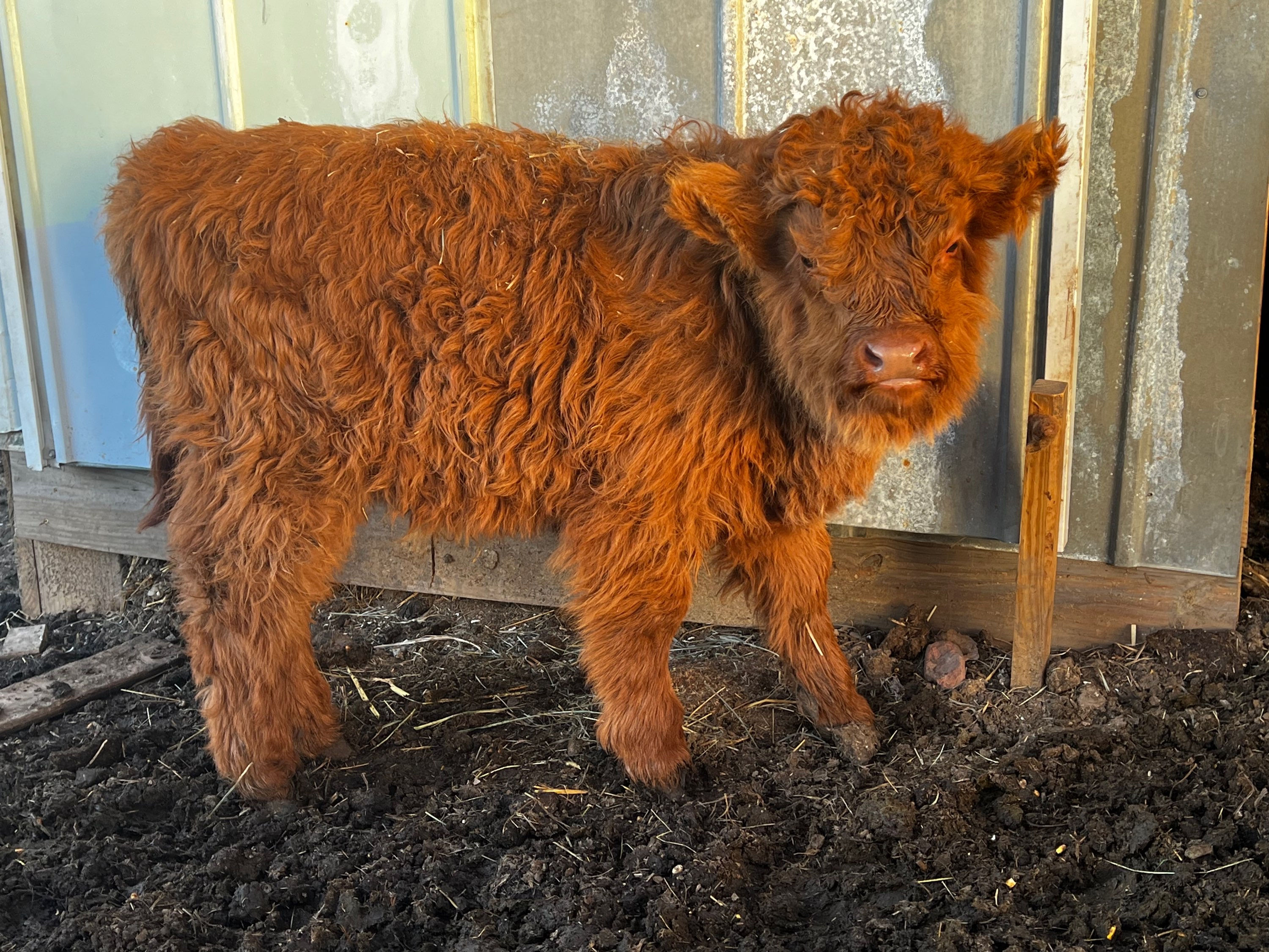 Red highland bull - Archie SOLD