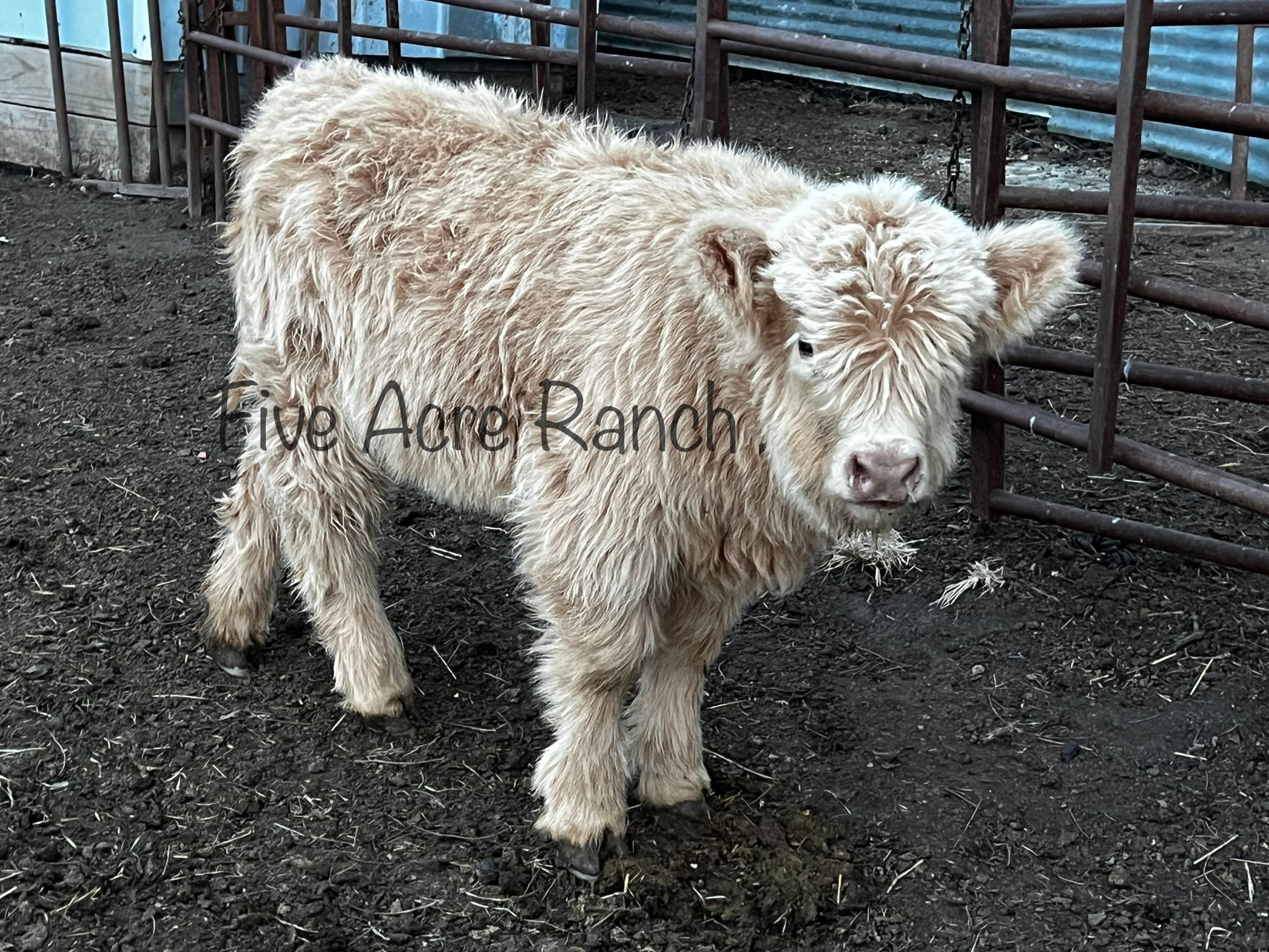 Paisley - consigned to Springfield