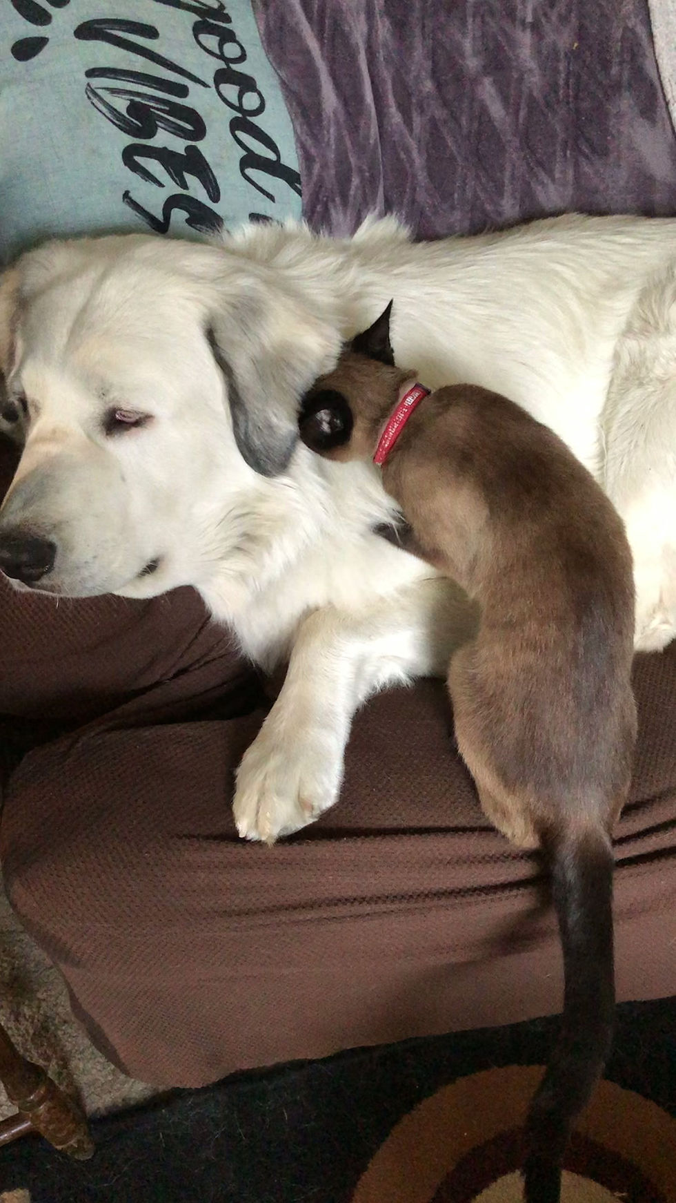 Pepper gives massage.MOV