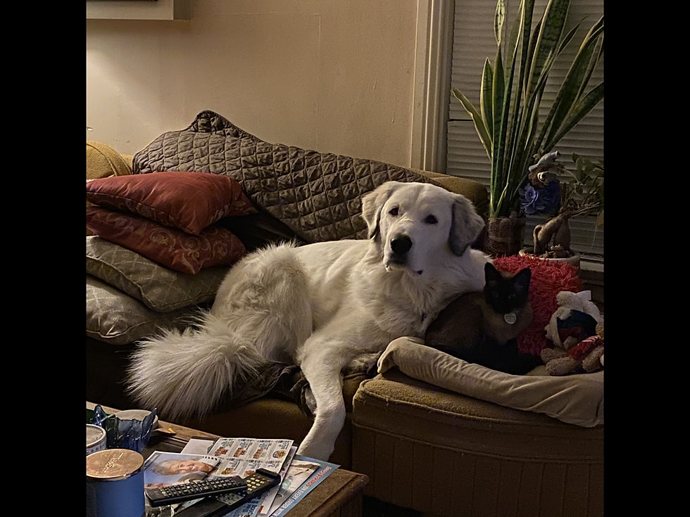 Max and Pepper together sharing a quiet, affectionate moment.