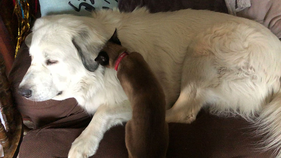 pepper massage and little walk.MOV