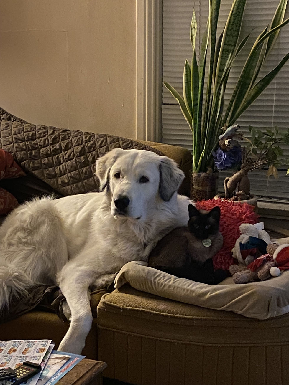 Max and Pepper together during a calm bonding moment.