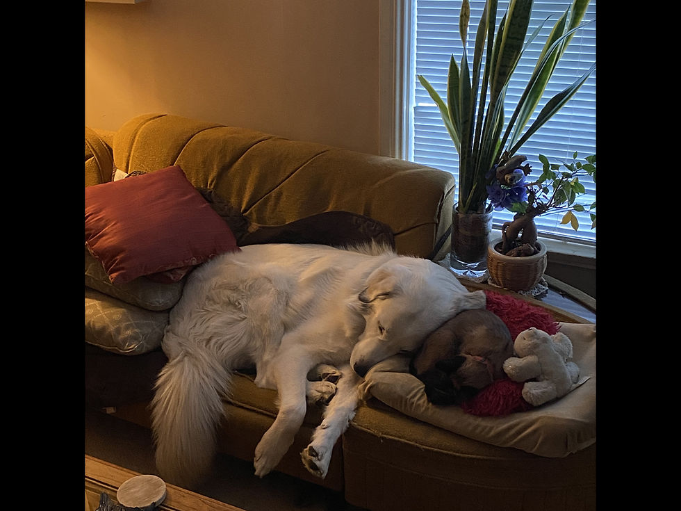 Max and Pepper together in a playful household scene.