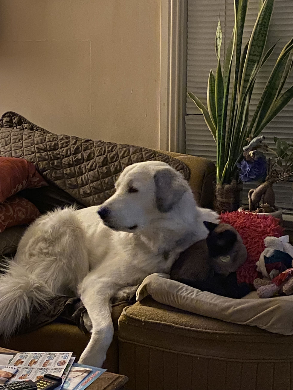 Max and Pepper together posing with their iconic pet expressions.
