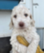 GIRL 1 - WHITE CHOCOLATE