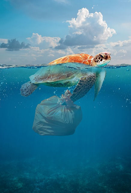 turtle_and_plastic