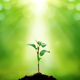 New life