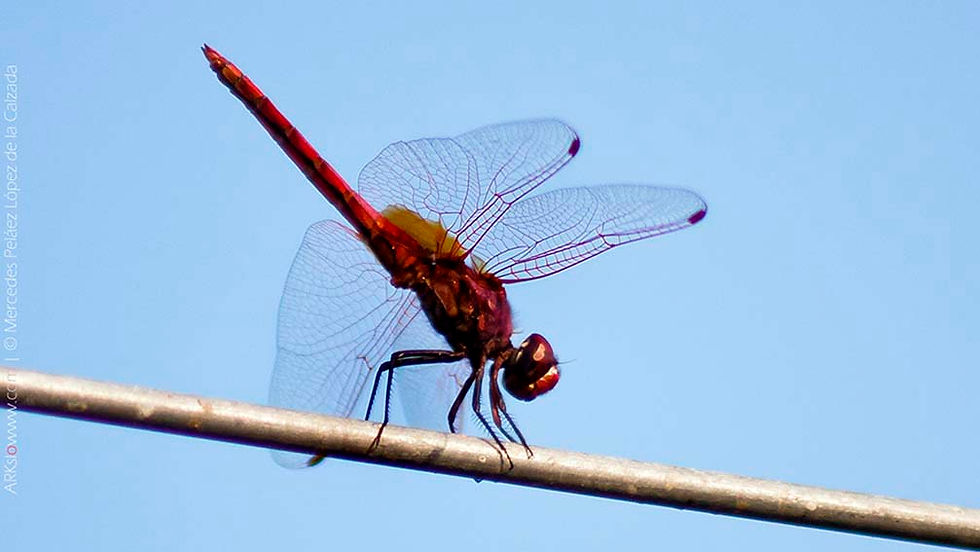 LIBÉLULA ROJA