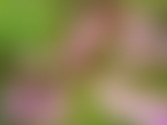 「法務局における遺言書の保管等に関する法律」について(追加情報)