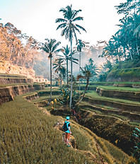 Tropical Rice Fields