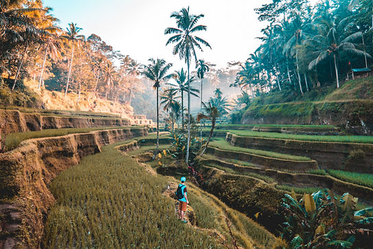 Tropical Rice Fields