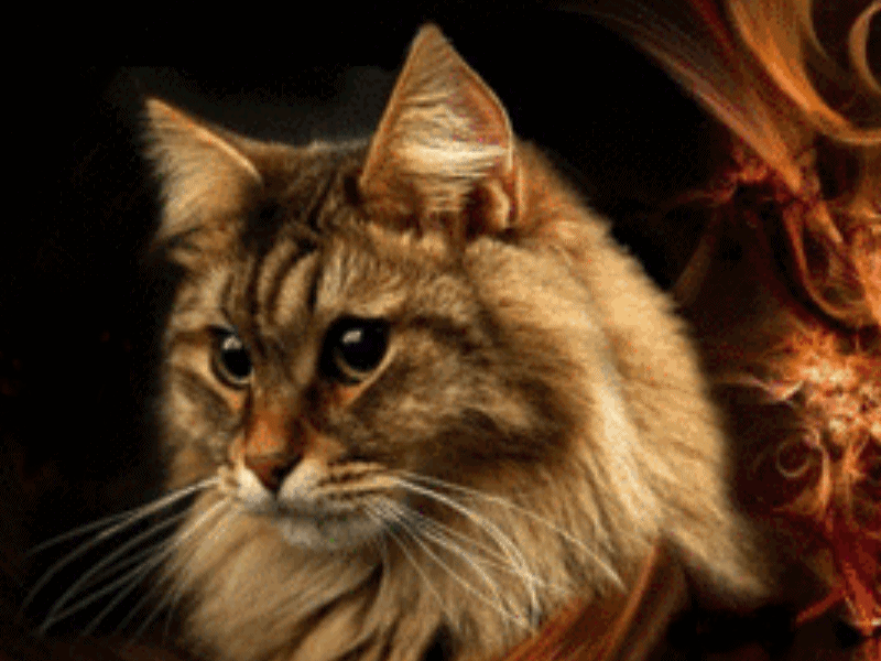 Katze 1.gif