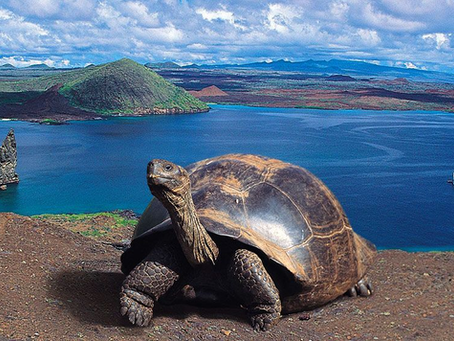 Honeymooning in Ecuador: A Blend of Adventure, Nature, and Romance
