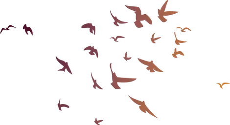 BOB_Flying Birds Illustration-01