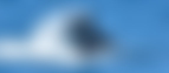 Whale Watching in Salvador da Bahia mit den Buckelwalen auf Hochseesafari. Wale in Bahia beobachten.