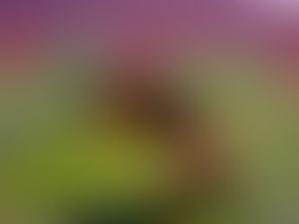 Was Ayahuasca für Körper und Geist bewirkt – Eine Reise zu Dir selbst