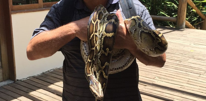 Observação das preguiças e passaros na Bahia, Observação das preguiças na Sapiranga, reserva mata atlantica.