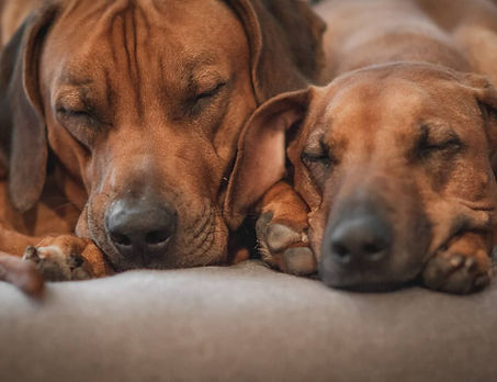 Ridgeback