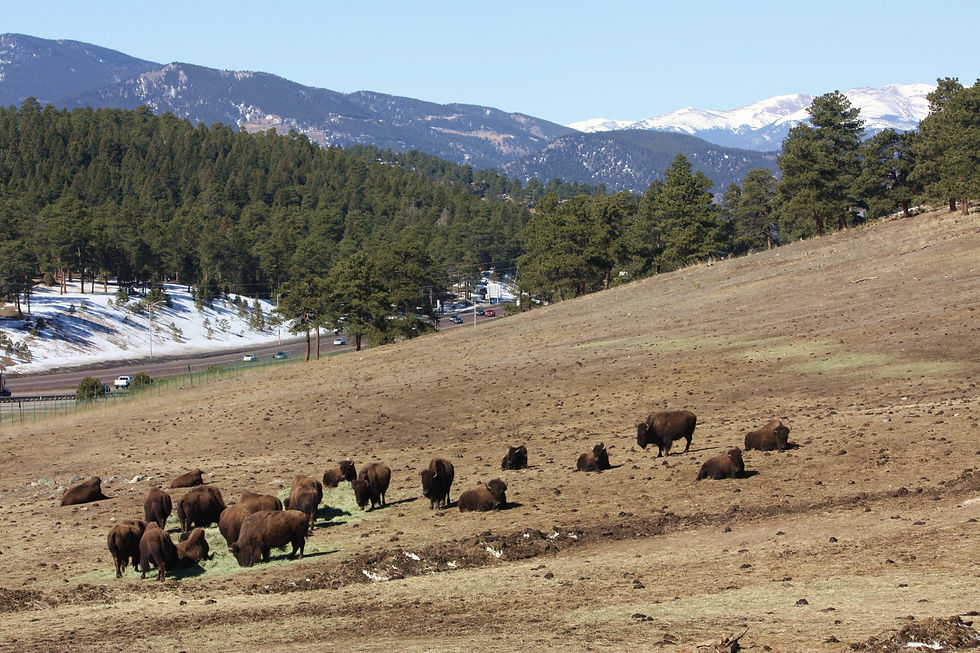 Bison herd at Genesee park in golden colorado