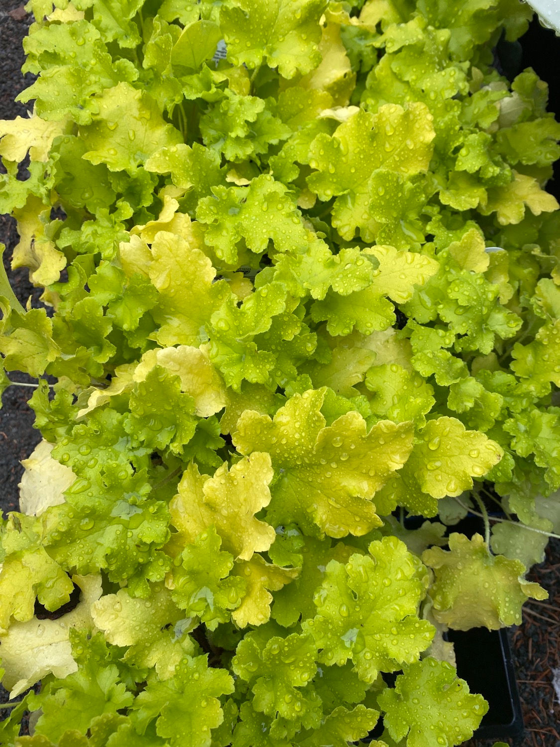 Fancy-leaf Coral Bells 'Lime Marmalade'