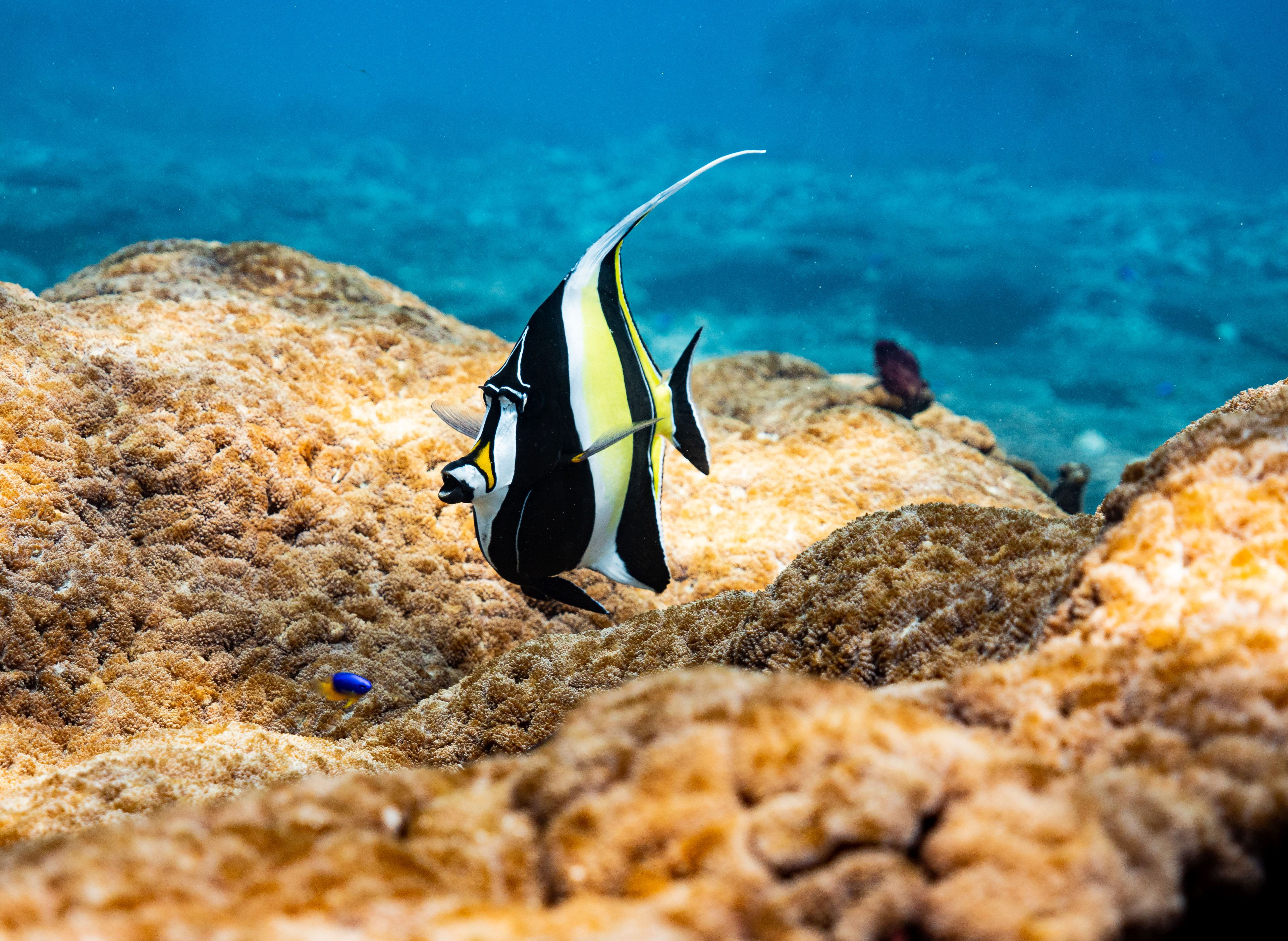 Halfterfisch Bilderdruck