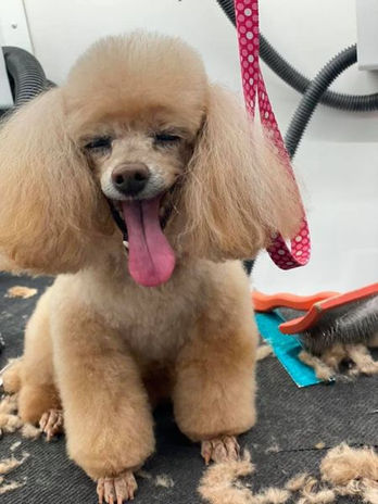 Doggone Happy Mobile Dog Grooming Ky TX