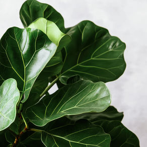 Nature Positive Plant Spaces