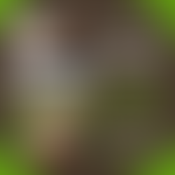 The Business of Irish Wool 