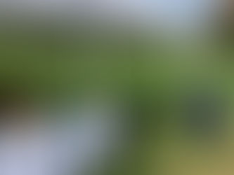 We took a stroll through the deep dark wood!