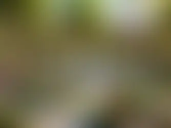 Healing Gardens: Design Principles for Therapeutic Landscapes