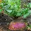 Thumbnail: Rutabaga