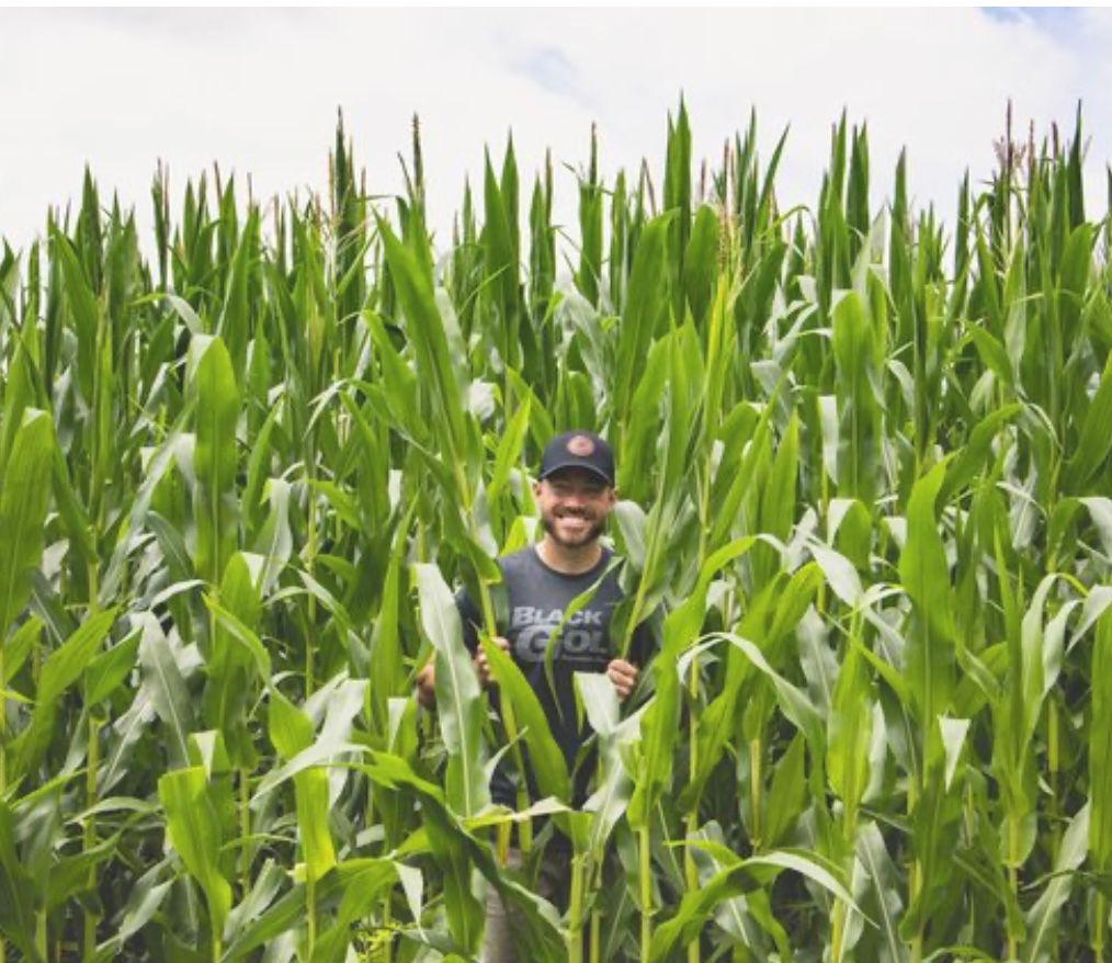 Eagle 98-day Corn™ Liberty®/Roundup® Tolerant