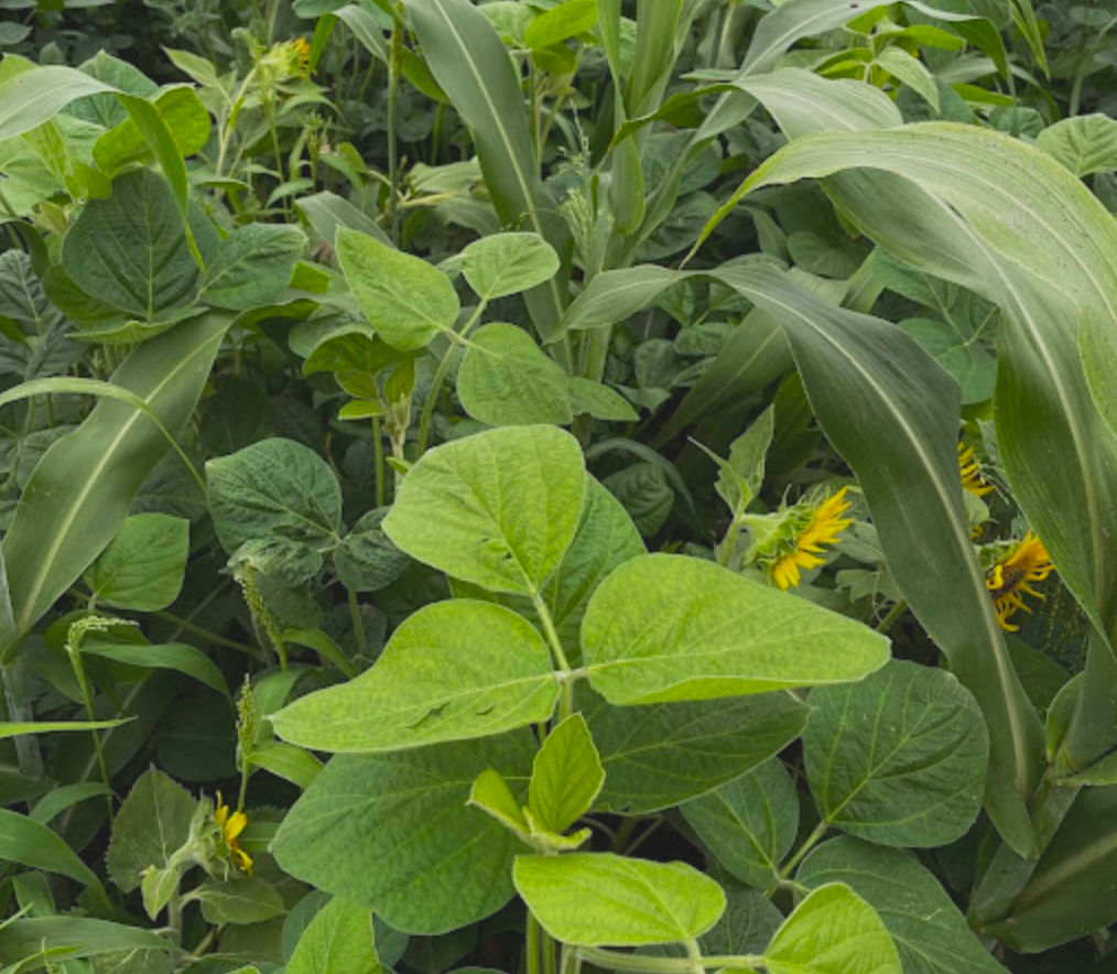 Buffalo Summer Blend®