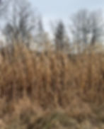 Thumbnail: HD Food Plot Screen