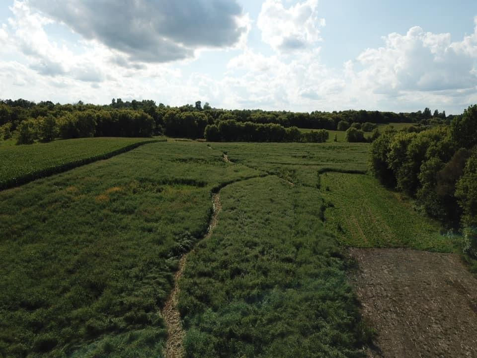 Thumbnail: RC Big Rock Switchgrass