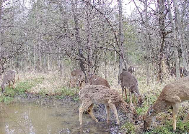 Thumbnail: Deer Creek's RAXimize Wildlife Mineral & Supplement