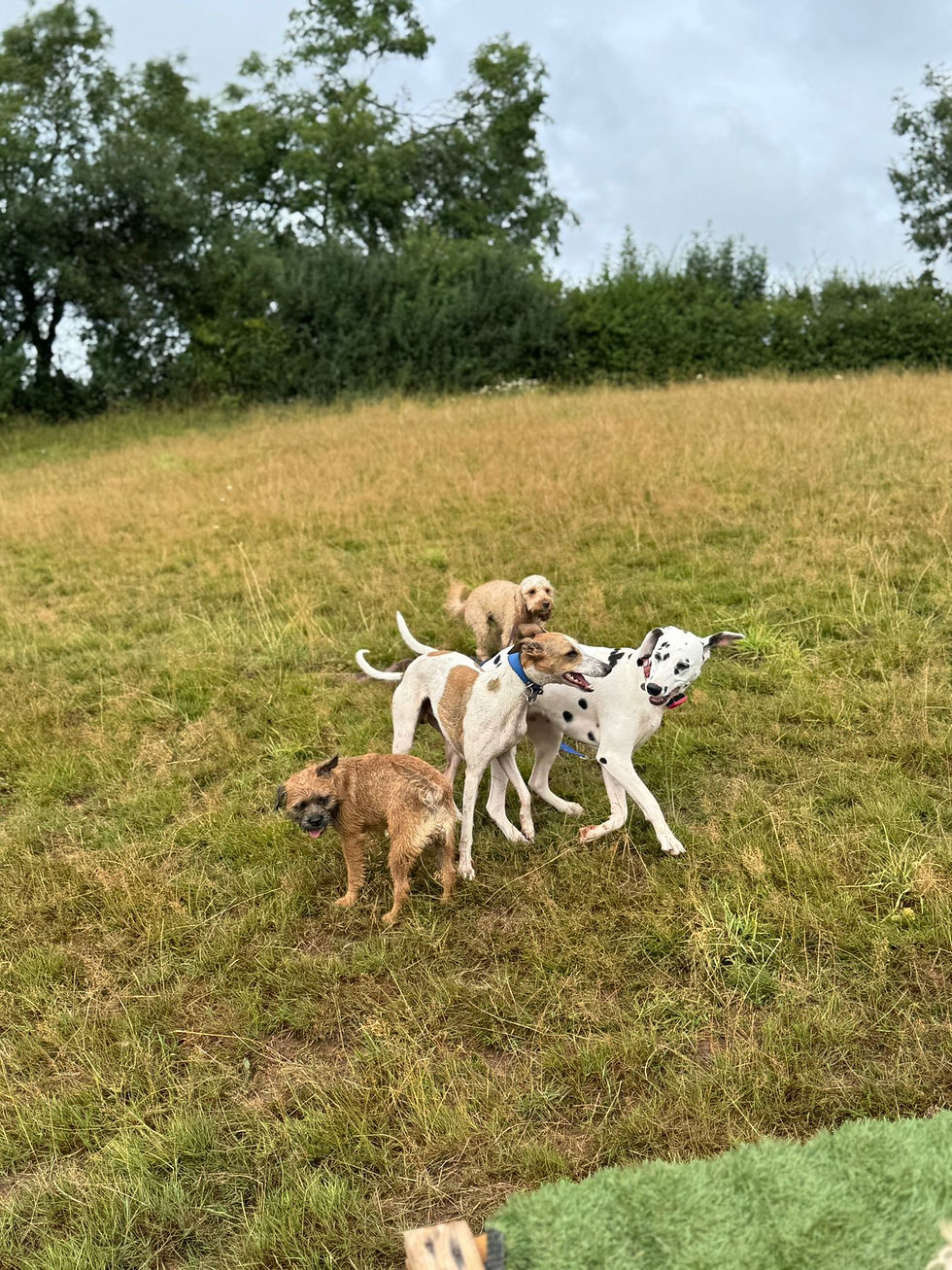 dogs on field together