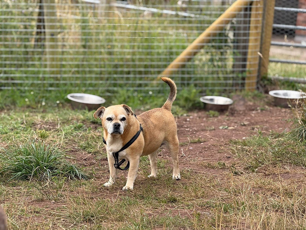 dog in field by bowls
