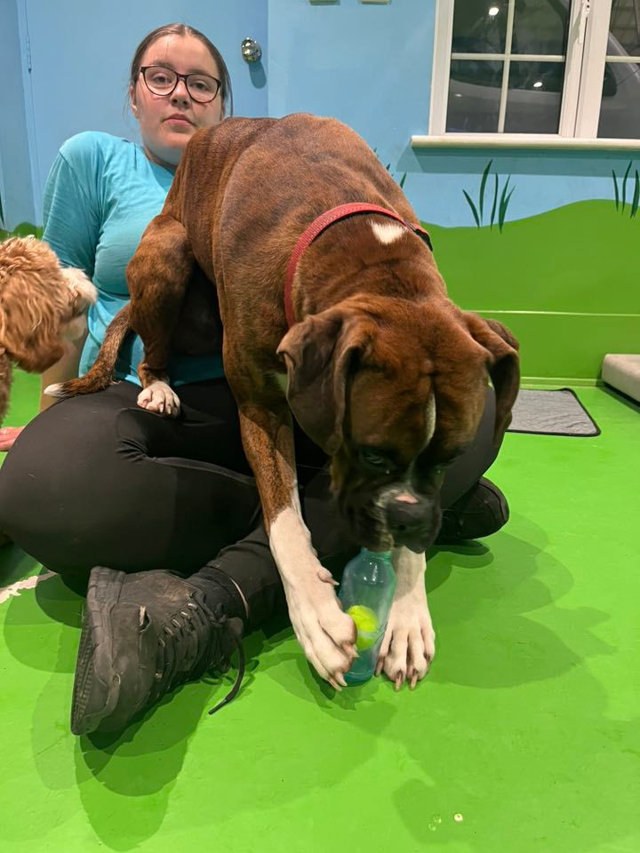 dog with staff