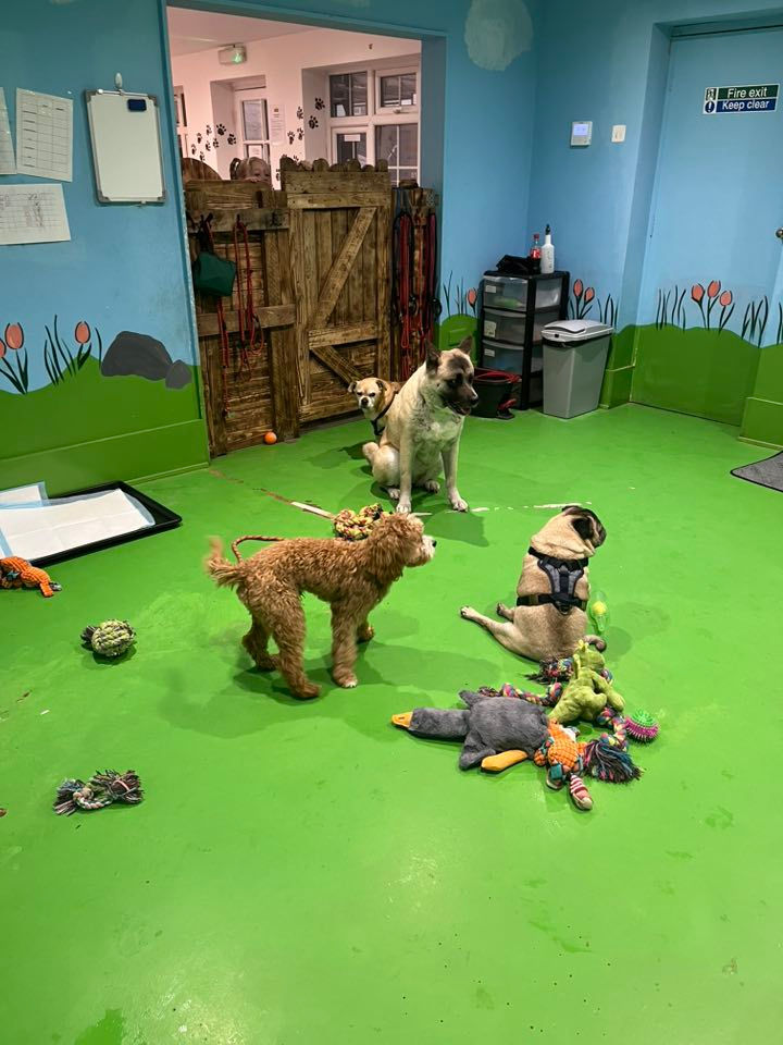 dogs playing at the day care