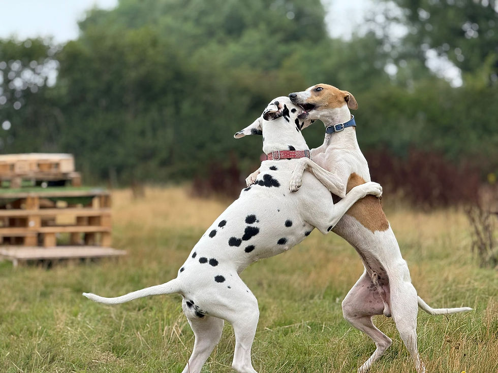 dogs playing in field