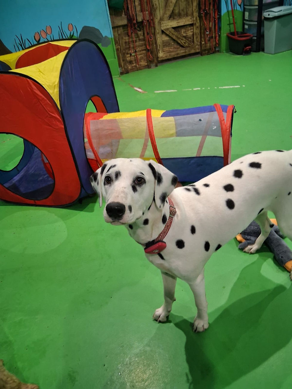 dalmation in ddc