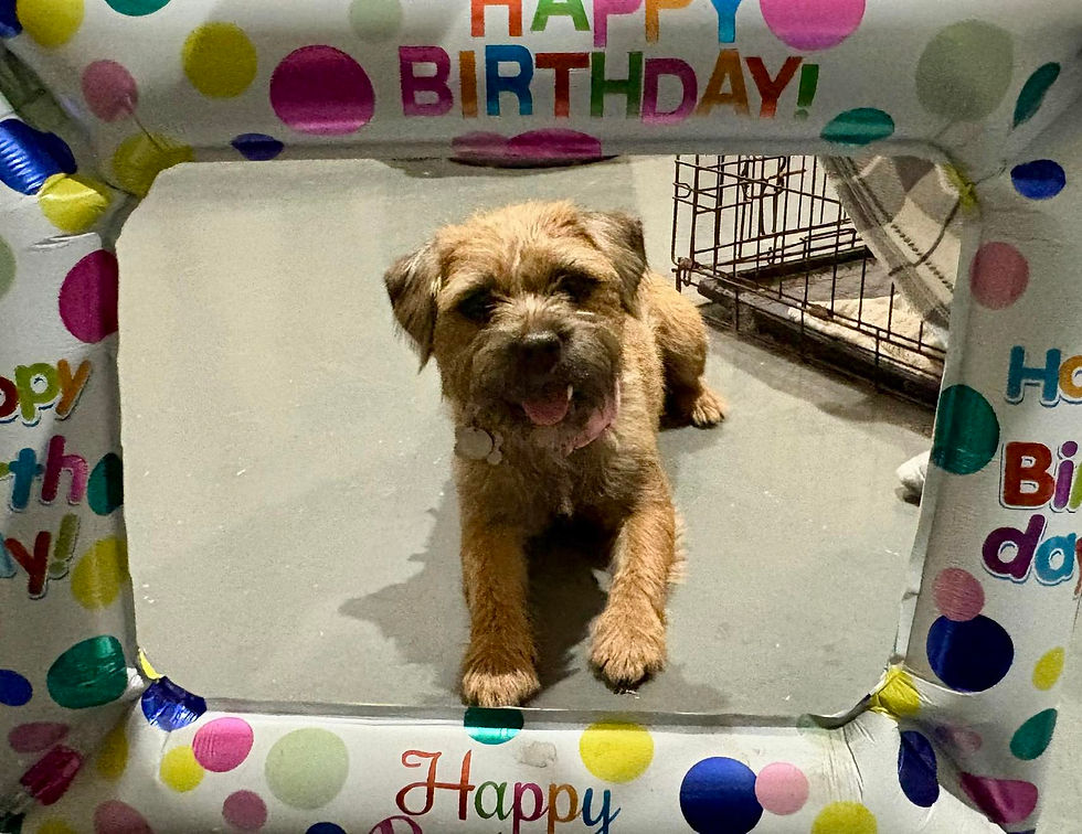 happy birthday to dog