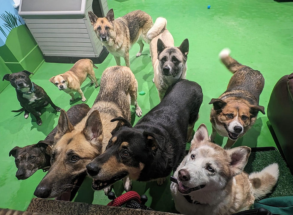 multidog