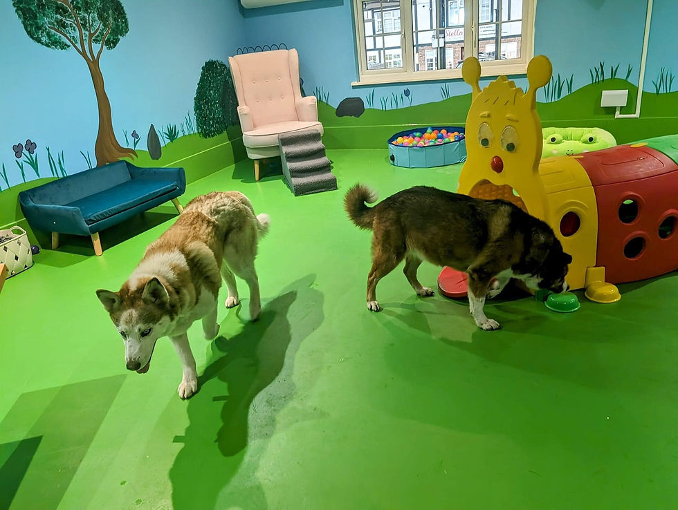dog9