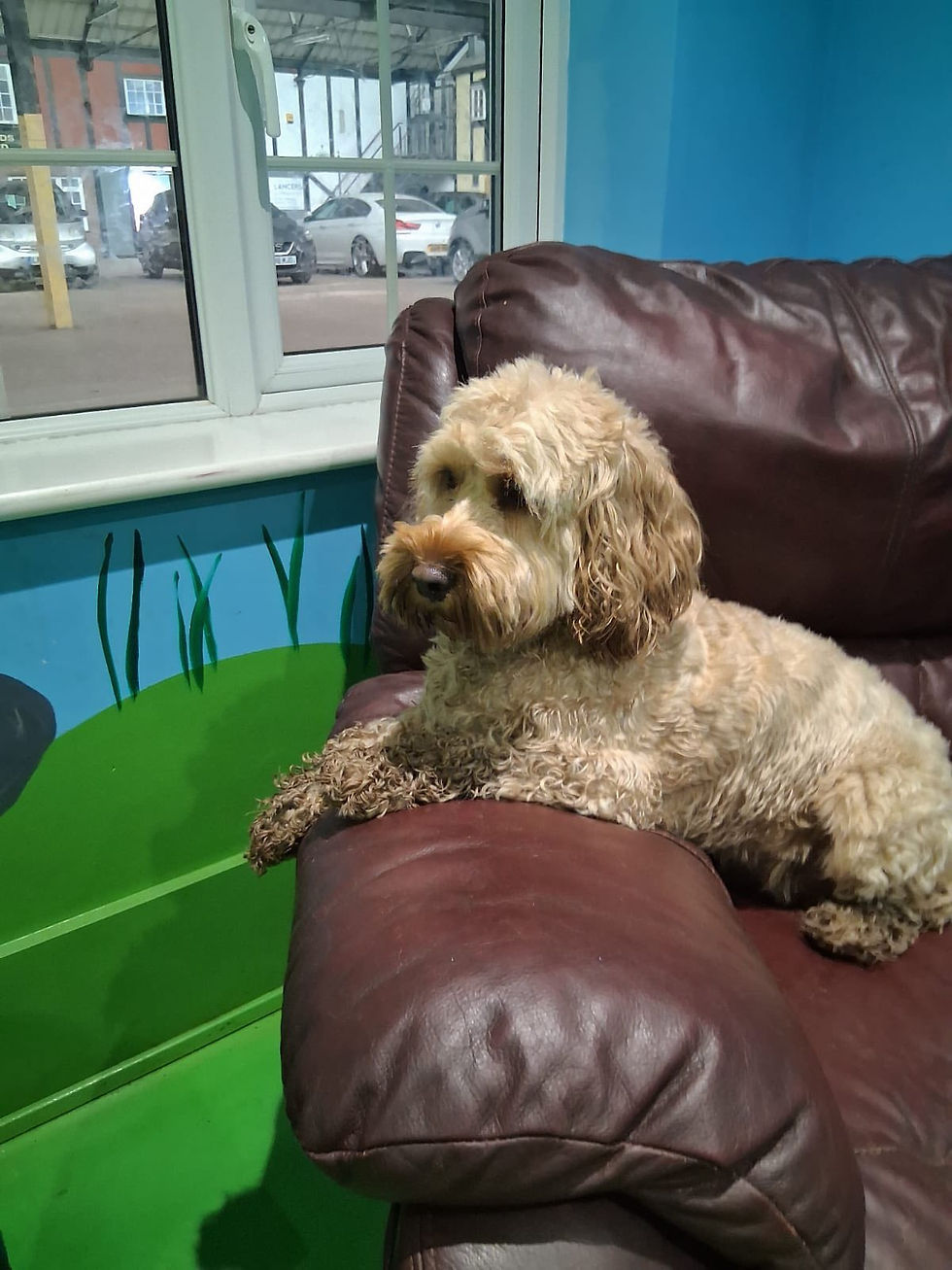 dog sitting on sofa in ddc
