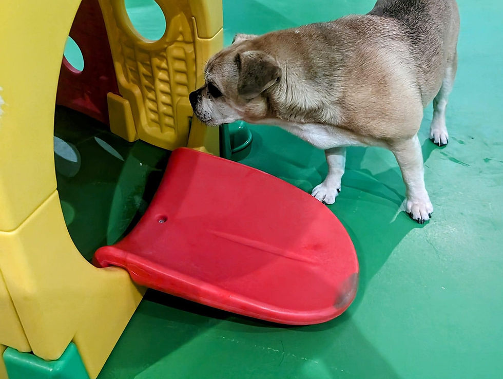 dog 7